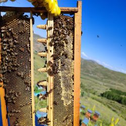 trabzon arı evi arıcılık faaliyetleri