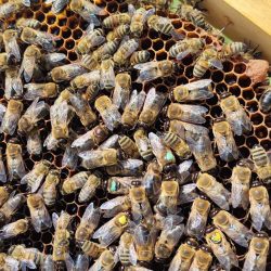 trabzon karniyol arı