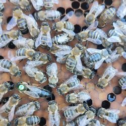 izole bölge f0 arı